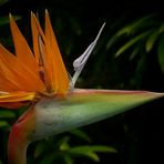 Exotic Beauty (42) : Bird of Paradise flower