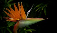 Exotic Beauty (42) : Bird of Paradise flower