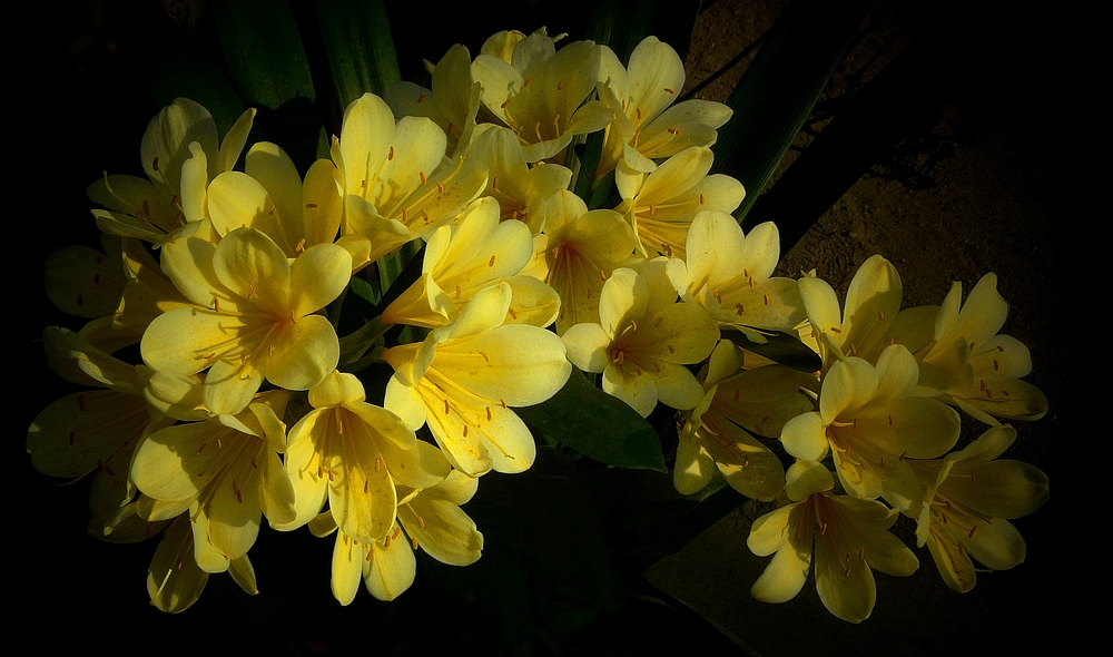 Exotic Beauty (43) : Yellow Bush Lily