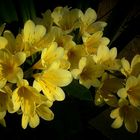 Exotic Beauty (43) : Yellow Bush Lily