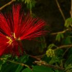 Exotic Beauty (44) : Mexican Flame Bush