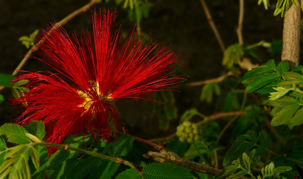 Exotic Beauty (44) : Mexican Flame Bush