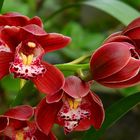 Exotic Beauty (45) : Boat orchid