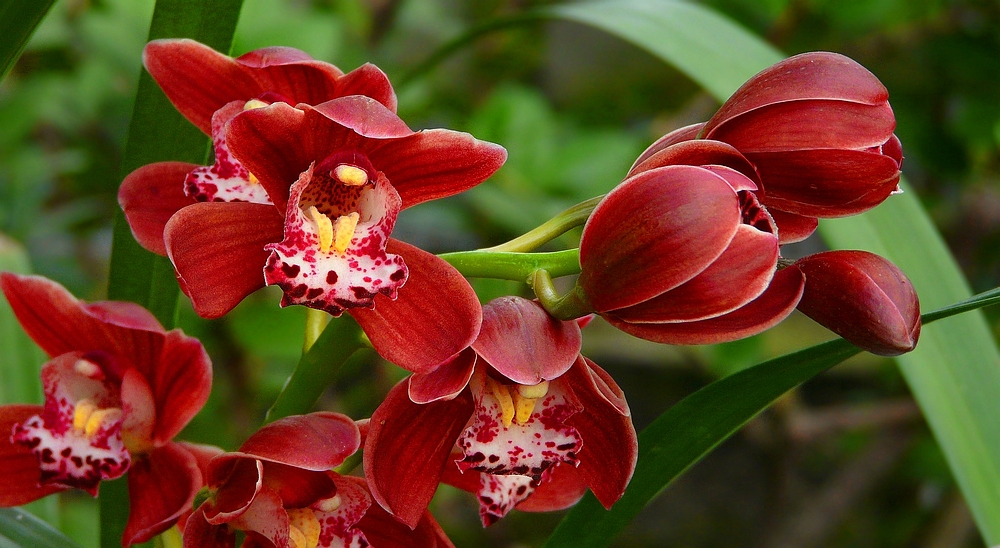 Exotic Beauty (45) : Boat orchid