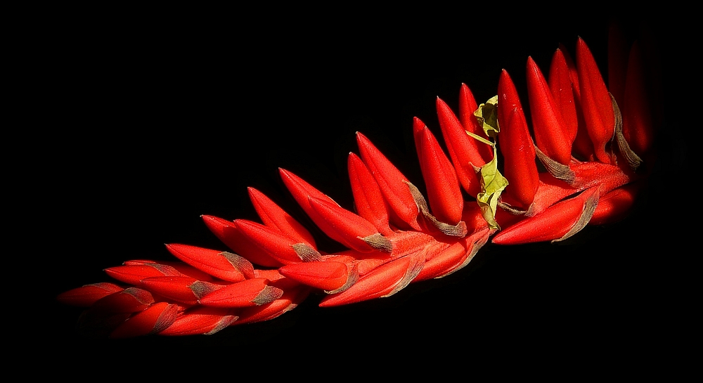 Exotic Beauty (46) :  Pitcairn Bromeliad