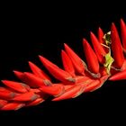 Exotic Beauty (46) :  Pitcairn Bromeliad