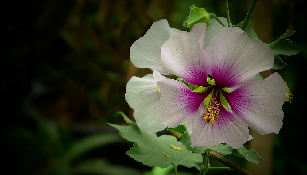 Exotic Beauty (47) : Tree mallow