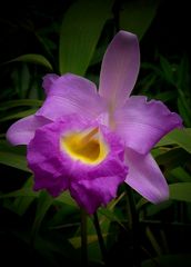 Exotic Beauty (49) : Beautiful Sobralia