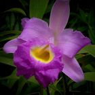 Exotic Beauty (49) : Beautiful Sobralia