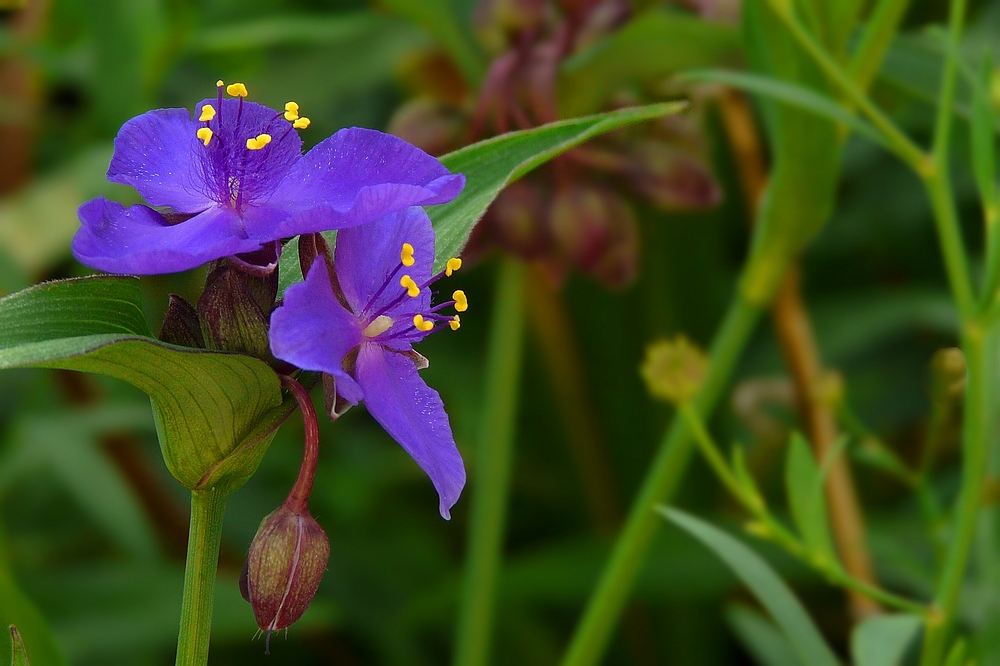 Exotic Beauty (5) : Spiderwort