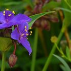 Exotic Beauty (5) : Spiderwort