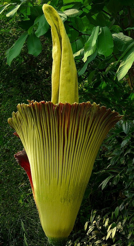 Exotic Beauty (50) : Titan Arum