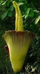 Exotic Beauty (50) : Titan Arum