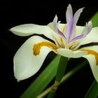 Exotic Beauty (51) : Large Wild Iris
