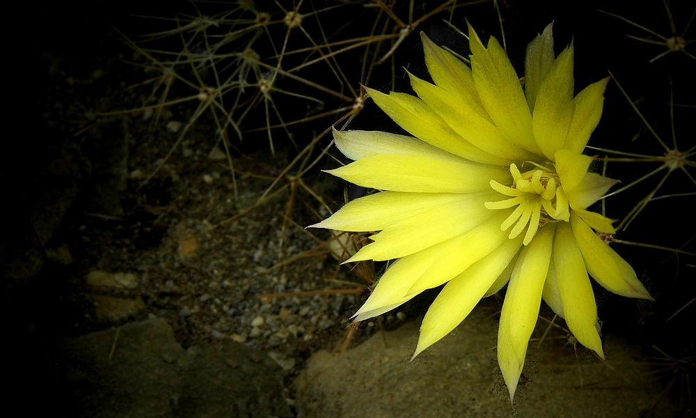 Exotic Beauty (53) : Nipple cactus