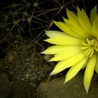 Exotic Beauty (53) : Nipple cactus