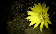 Exotic Beauty (53) : Nipple cactus