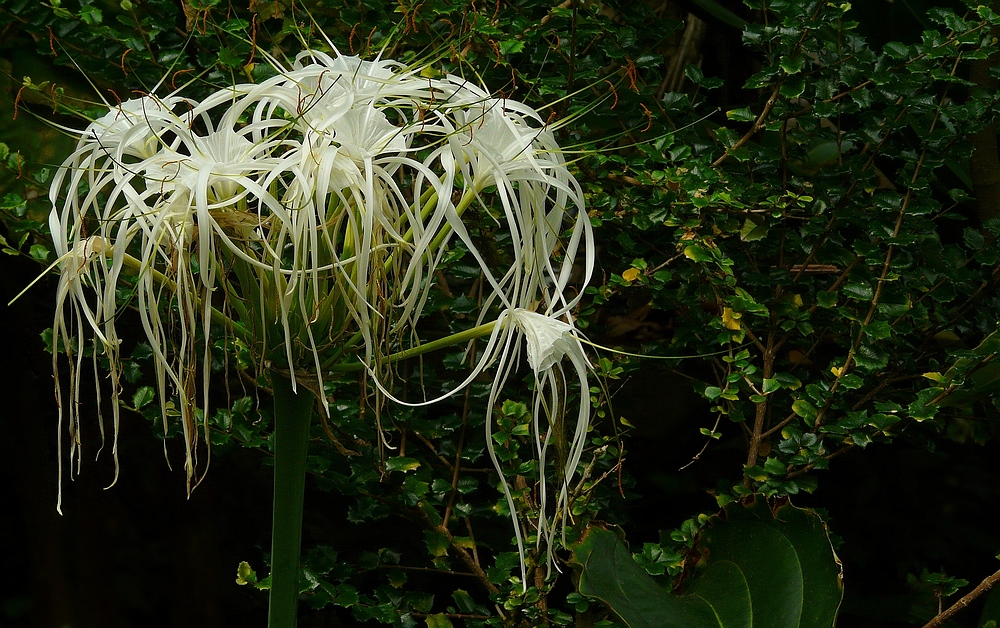 Exotic Beauty (54) : Beach spider lily