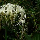 Exotic Beauty (54) : Beach spider lily