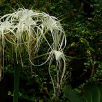 Exotic Beauty (54) : Beach spider lily