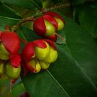 Exotic Beauty (56) : Bird's eye bush