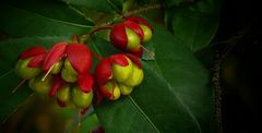 Exotic Beauty (56) : Bird's eye bush