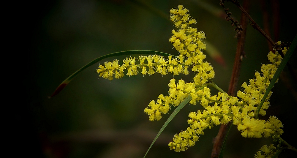 Exotic Beauty (57) : Sydney Golden Wattle