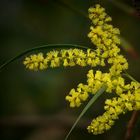 Exotic Beauty (57) : Sydney Golden Wattle