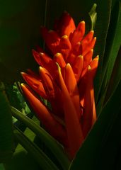 Exotic Beauty (58) : Scarlet-flowered banana