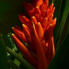 Exotic Beauty (58) : Scarlet-flowered banana