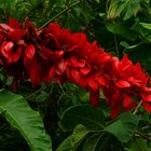 Exotic Beauty (60) : Wild poinsettia