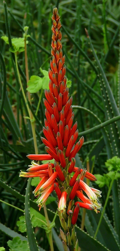 Exotic Beauty (61) : Fynbos Aloe