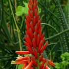 Exotic Beauty (61) : Fynbos Aloe