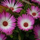 Exotic Beauty (62) : Livingstone daisy