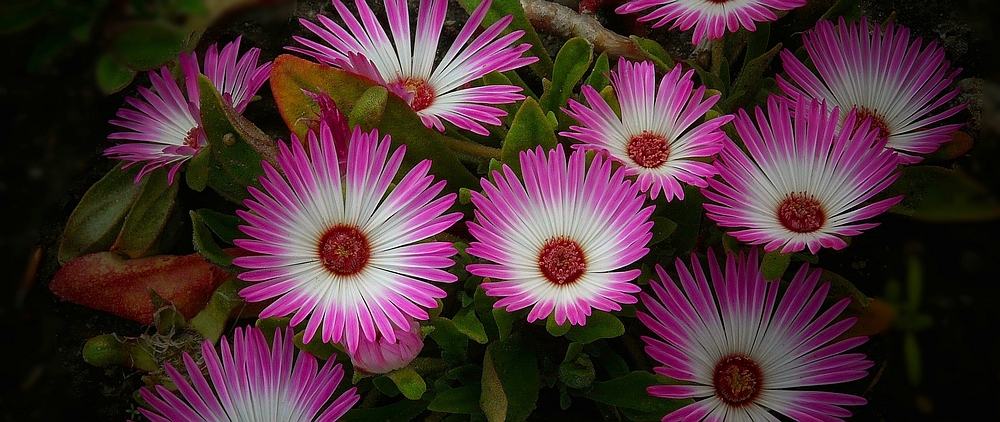 Exotic Beauty (62) : Livingstone daisy