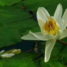 Exotic Beauty (64) : Egyptian white waterlilly