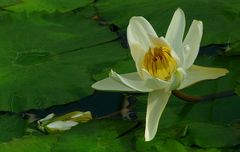 Exotic Beauty (64) : Egyptian white waterlilly