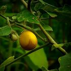 Exotic Beauty (65) : Eggplant