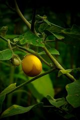 Exotic Beauty (65) : Eggplant