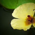 Exotic Beauty (66) : Water poppy