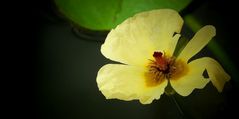 Exotic Beauty (66) : Water poppy