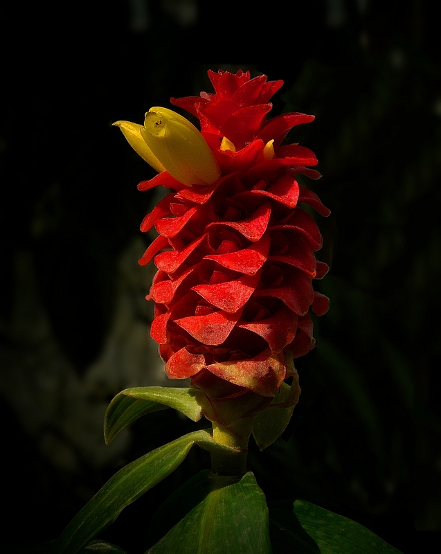 Exotic Beauty (67) : Red tower ginger