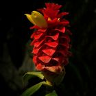 Exotic Beauty (67) : Red tower ginger
