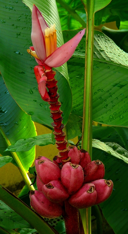 Exotic Beauty (68) : Pink Velvet Banana