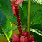 Exotic Beauty (68) : Pink Velvet Banana