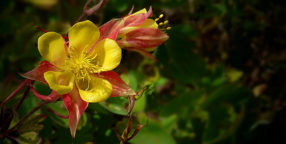 Exotic Beauty (69) : Golden Columbine