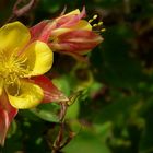 Exotic Beauty (69) : Golden Columbine