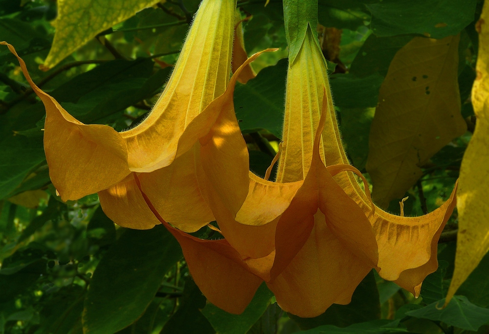 Exotic Beauty (7) : Angel's trumpet