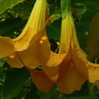 Exotic Beauty (7) : Angel's trumpet