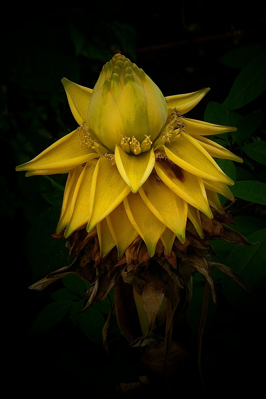 Exotic Beauty (71) : Golden lotus banana